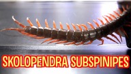 Ta SKOLOPENDA...