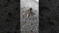 Wypoczynek z Ricco | German shepherd is swimming