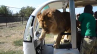 Safari w Rosji