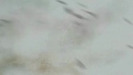 Power. Rangers. Ninja. Storm. S01E08. 480p. DVDRip. H264. AAC.pl