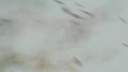 Power. Rangers. Ninja. Storm. S01E08. 480p. DVDRip. H264. AAC.pl