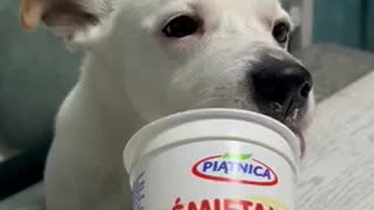 Biały konsumuję nabiał.