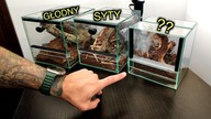 KARMIENIE ptaszników Który syty? Który głodny?