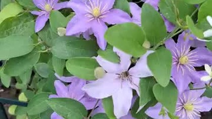 Clematis JUSTA #clematisy