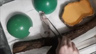 Yet another Ball Python feeding