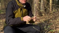 Glistnik jask&oacute;łcze ziele to naturalny game changer | Michał Toczyłowski | Narum | Narine