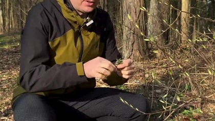 Glistnik jask&oacute;łcze ziele to naturalny game changer | Michał Toczyłowski | Narum | Narine