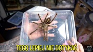 20cm jadowitej, indyjskiej Poecilotheria rufilata