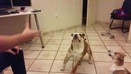 Bulldog usiłuje złapać piłkę i przecenia swoje umiejętności