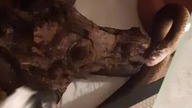 Snake Feeding 