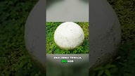 Tajemnicze artefakty zdziwiły naukowców