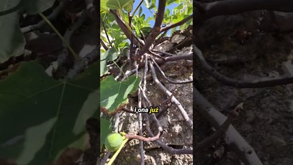  Dzielna figa #Pomyśldziś #1978