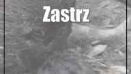 Zastrzelił chronionego łosia dla zabawy?
