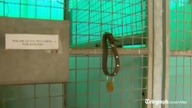 Policja goni kozę