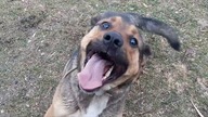 Dingo w akcji.