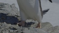 Nasza Planeta - Our Planet S01E02 - Lodowe światy -  PL