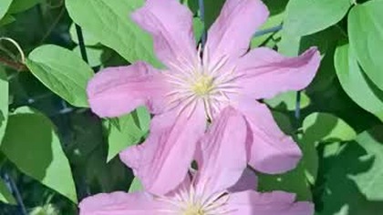 Clematis LITTLE MERMAID #clematisy