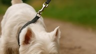 Westies Trip to Terranox - Photo Story  #terranox #alternatereality #dogsofyoutube #shorts