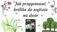 Jak przygotować królika do wyjścia na dwór