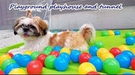 DOG PLAYING IN BALLS | FUNNY SHIH TZU
