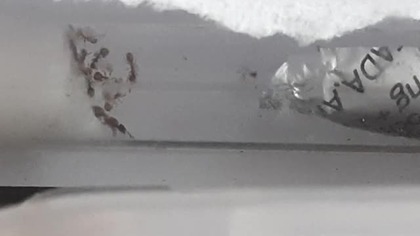 Temnothorax 