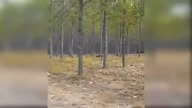 Two Largest Wolf ever caught on tape