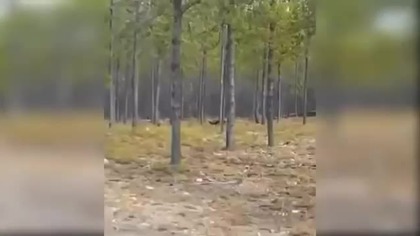 Two Largest Wolf ever caught on tape