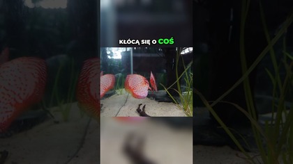 Wystawa Dyskowców: Zobacz te kolory! 