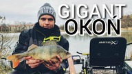 278 GIGANT OKOŃ - FULL RYB