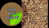 Skąd brać nasiona? Własne, czy ze sklepu?