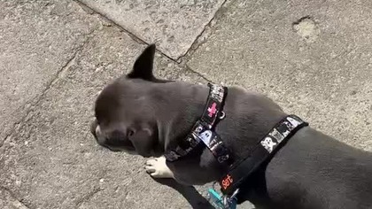 Secik podczas krótkiego spacerku.