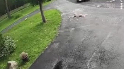 Kot ratuje kurczaka przed lisem mp4 686x432