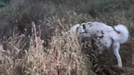 Przyczajka huskiego