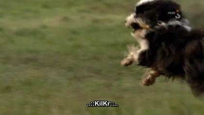 Sekretne życie psów