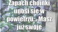 Zapach choinki unosi się w powietrzu...  Masz już swoje wymarzone drzewko?