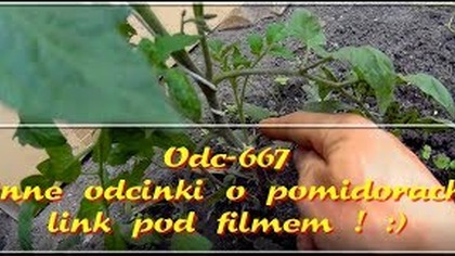 Odc-667-Usuwanie wilków u pomidorów,ścinanie dolnych liści,owijanie pędów pomidorów 2019.