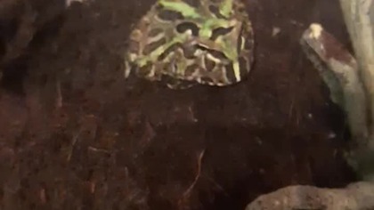 Greedy (for bugs) lil horned frog 