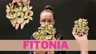 FITONIA - uprawa, pielęgnacja, wymagania ! Jak dbać o fitonię ?