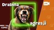 Drabina agresji