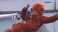 Orangutany wspięły się na Domy Centrum