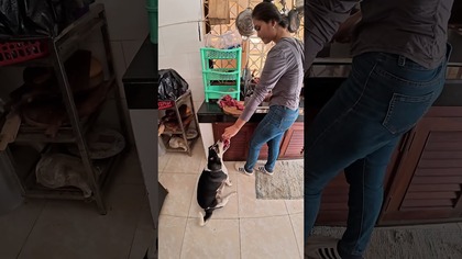 Karmienie psow surowa wołowina