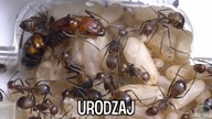 Wszystkie moje kolonie mrówek! chcieliście to macie RZADKIE MRÓWKI 
