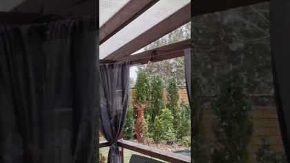 Śnieżna Wiosna w Ogrodzie.  
