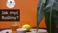 Jak dbać o rośliny domowe przez zimę? Prawidłowe mycie liści. Czym i jak myć rośliny