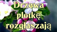 Drzewa plotkę rozgłaszają...
