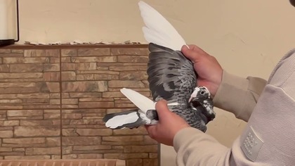 Gołębie od Mistrza - Z wizytą w hodowli u Marek Zając - gołębie do rozpłodu! Nowy FILM Listopad!