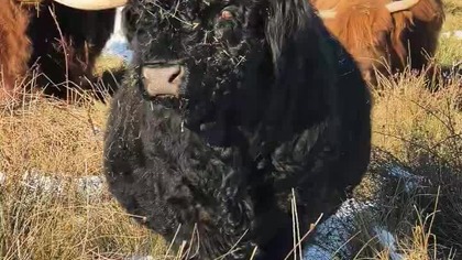 Oddzielnie od stada, załadunek, transport, hałas, stres i ryzyko.. a potem mówimy o dobrostanie.