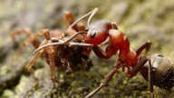 Formica sanguinea  Opis gatunkowy