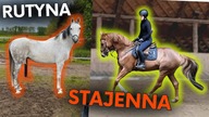 RUTYNA STAJENNA Z 2 KOŃMI *odwiedzam Puntę*