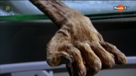 &Ouml;tzi. Kto zabił człowieka lodu.